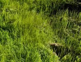 "Greens Keeper"